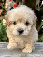 Paul, a male Maltipoo for sale in Bonaparte, IA – 8 of 10