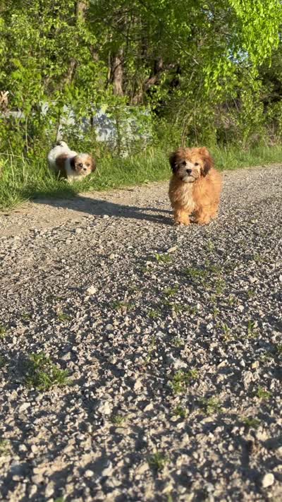 Zeke, a male Shihpoo for sale in Bonaparte, IA – 7 of 10