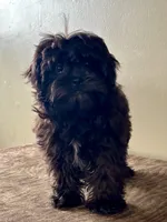 Veronica, a female Shihpoo for sale in Bonaparte, IA – Photo 7 of 8