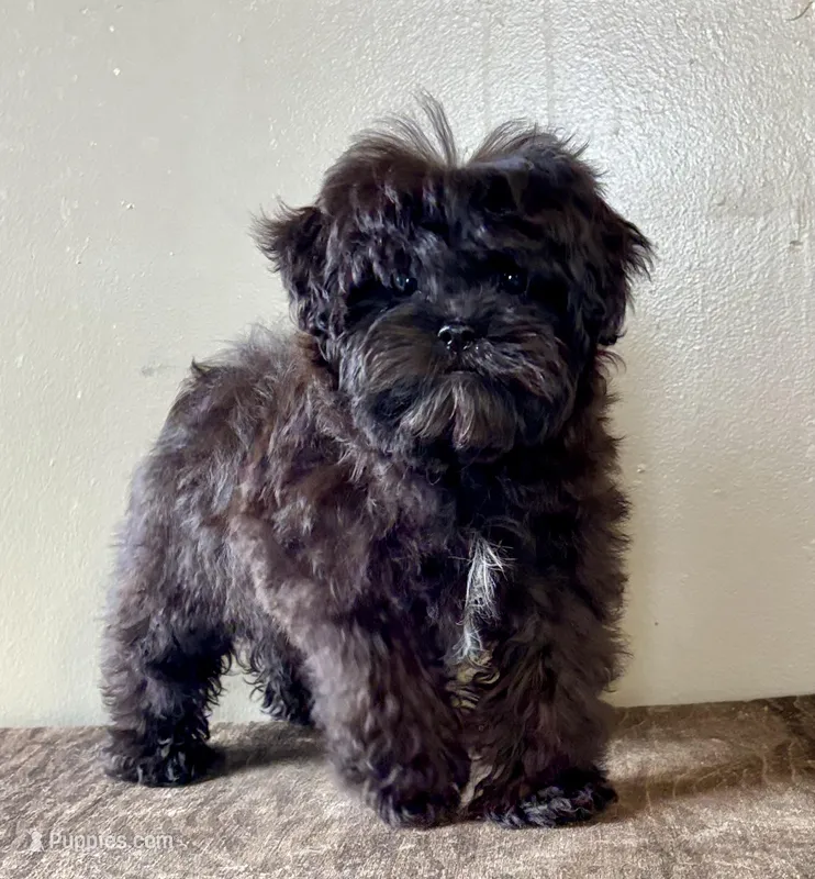 Veronica – Shihpoo puppy for sale in Bonaparte, IA