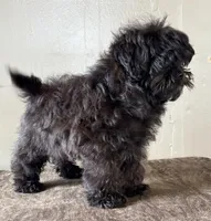 Veronica, a female Shihpoo for sale in Bonaparte, IA – Photo 5 of 8