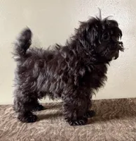 Veronica, a female Shihpoo for sale in Bonaparte, IA – Photo 3 of 8