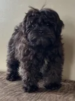 Veronica, a female Shihpoo for sale in Bonaparte, IA – Photo 4 of 8