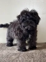 Veronica, a female Shihpoo for sale in Bonaparte, IA – Photo 6 of 8