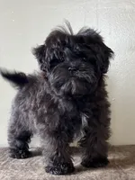 Veronica, a female Shihpoo for sale in Bonaparte, IA – Photo 2 of 8