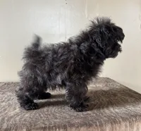 Veronica, a female Shihpoo for sale in Bonaparte, IA – Photo 8 of 8