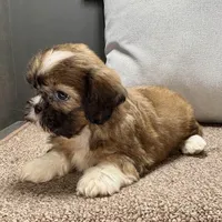 Xara, a female Shih Tzu for sale in Bonaparte, IA – Photo 2 of 9