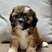 Xara, a female Shih Tzu for sale in Bonaparte, IA – Photo 7 of 9