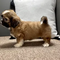 Xara, a female Shih Tzu for sale in Bonaparte, IA – Photo 6 of 9