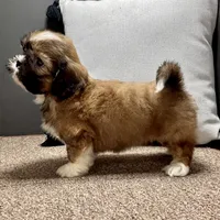 Xara, a female Shih Tzu for sale in Bonaparte, IA – Photo 5 of 9