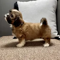 Xara, a female Shih Tzu for sale in Bonaparte, IA – Photo 1 of 9