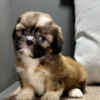 Xara, a female Shih Tzu for sale in Bonaparte, IA – Photo 3 of 9