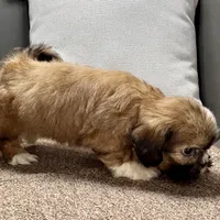 Xara, a female Shih Tzu for sale in Bonaparte, IA – Photo 4 of 9