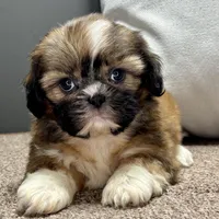 Xara, a female Shih Tzu for sale in Bonaparte, IA – Photo 8 of 9