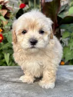 Paul, a male Maltipoo for sale in Bonaparte, IA – 10 of 10