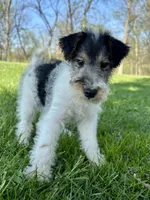Annie, a female Wire Fox Terrier for sale in Bonaparte, IA – 3 of 10