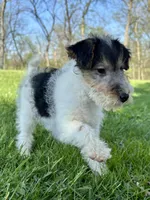 Annie, a female Wire Fox Terrier for sale in Bonaparte, IA – 4 of 10