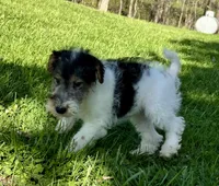 Annie, a female Wire Fox Terrier for sale in Bonaparte, IA – 7 of 10