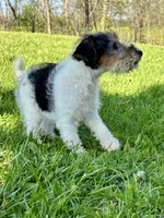 Annie, a female Wire Fox Terrier for sale in Bonaparte, IA – 10 of 10