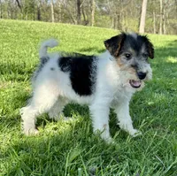 Annie, a female Wire Fox Terrier for sale in Bonaparte, IA – 6 of 10