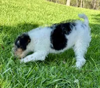 Annie, a female Wire Fox Terrier for sale in Bonaparte, IA – 9 of 10