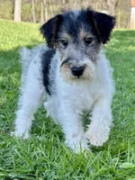 Annie, a female Wire Fox Terrier for sale in Bonaparte, IA – 2 of 10
