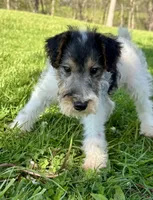 Annie, a female Wire Fox Terrier for sale in Bonaparte, IA – 5 of 10