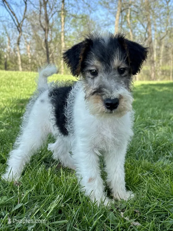 Annie – Wire Fox Terrier puppy for sale in Bonaparte, IA