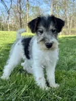 Annie, a female Wire Fox Terrier for sale in Bonaparte, IA – 1 of 10