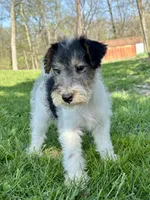 Annie, a female Wire Fox Terrier for sale in Bonaparte, IA – 8 of 10