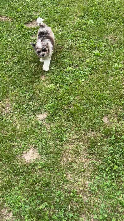 Freddie, a male Shihpoo for sale in Bonaparte, IA – 6 of 10