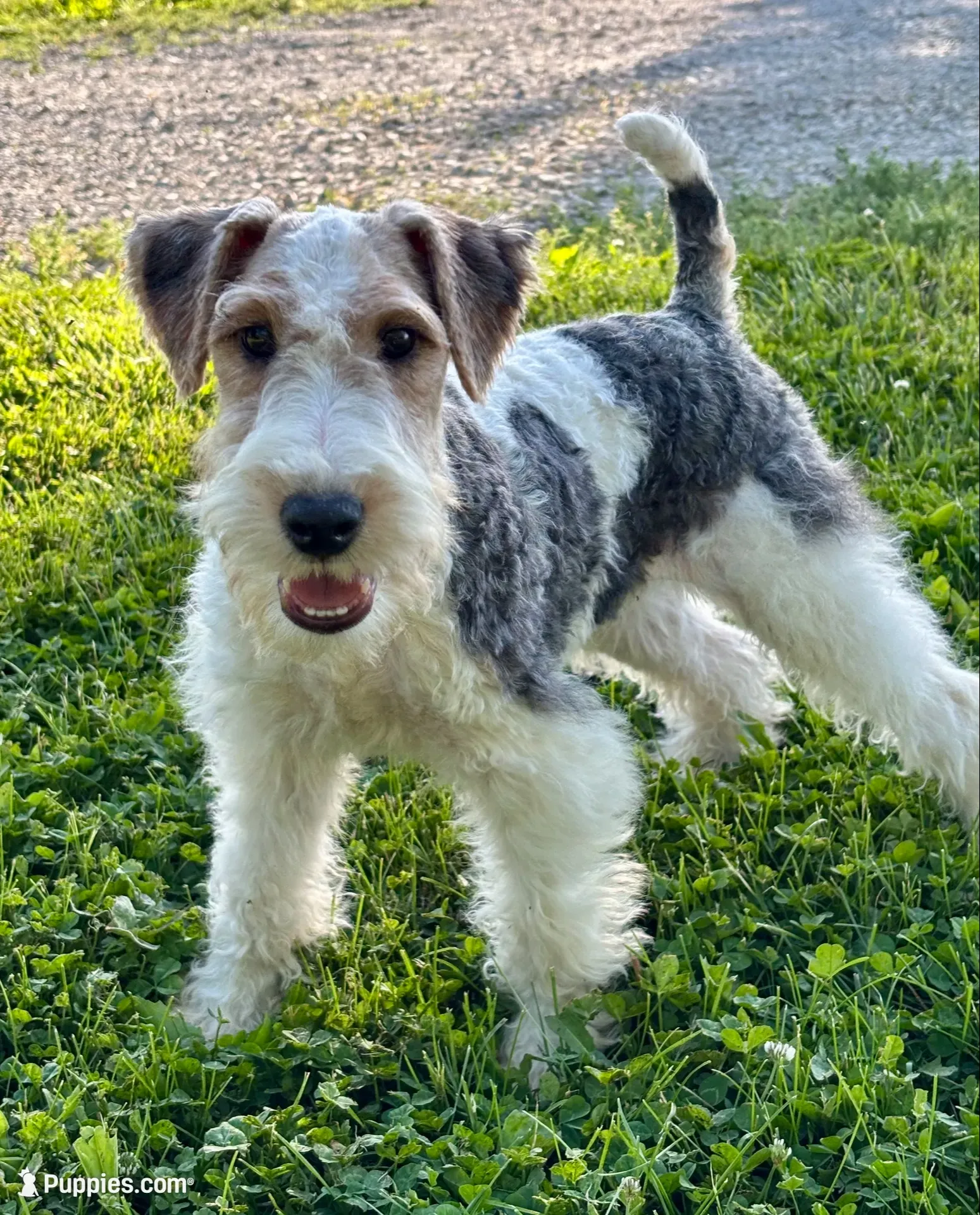 Quenby, a female Wire Fox Terrier for sale in Bonaparte, IA – 5 of 10