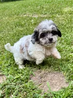 Enga, a female Shihpoo for sale in Bonaparte, IA – 4 of 10