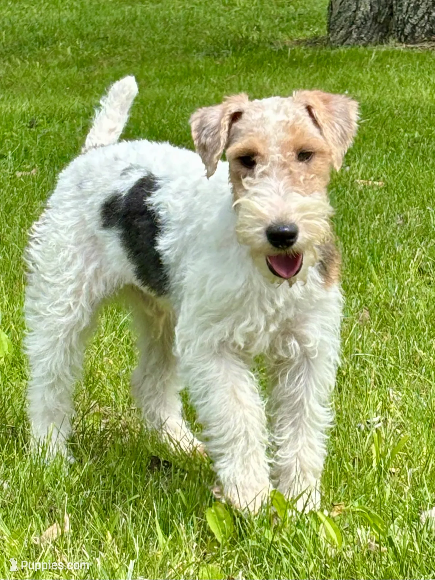 Quenby, a female Wire Fox Terrier for sale in Bonaparte, IA – 10 of 10