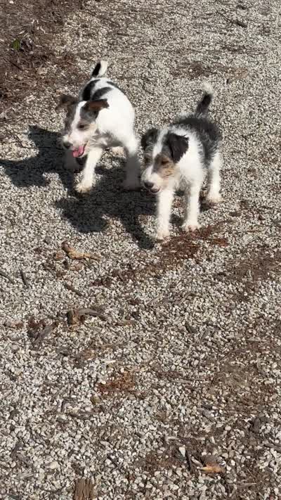 Alice, a female Wire Fox Terrier for sale in Bonaparte, IA – 8 of 10