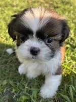 Gabe, a male Shih Tzu for sale in Bonaparte, IA – 7 of 10