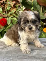 orval, a male Shihpoo for sale in Bonaparte, IA – 2 of 10