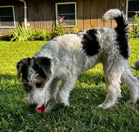 Alice, a female Wire Fox Terrier for sale in Bonaparte, IA – 6 of 10