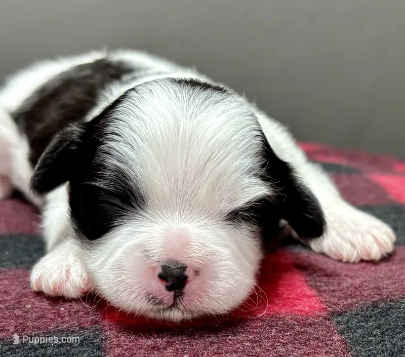 Hanna – Shichon puppy for sale in Bonaparte, IA