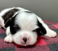 Hanna, a male Shichon for sale in Bonaparte, IA – 1 of 7