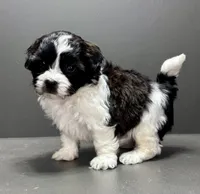 Frankie, a male Shihpoo for sale in Bonaparte, IA – 8 of 10