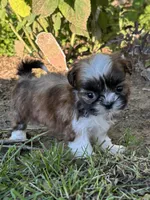 Grace, a female Shih Tzu for sale in Bonaparte, IA – 6 of 10