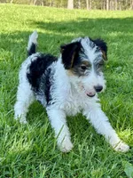 Ava, a female Wire Fox Terrier for sale in Bonaparte, IA – 4 of 10