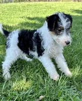 Ava, a female Wire Fox Terrier for sale in Bonaparte, IA – 10 of 10