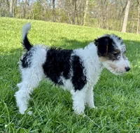 Ava, a female Wire Fox Terrier for sale in Bonaparte, IA – 7 of 10