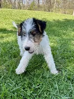 Ava, a female Wire Fox Terrier for sale in Bonaparte, IA – 2 of 10