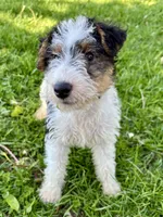 Ava, a female Wire Fox Terrier for sale in Bonaparte, IA – 6 of 10