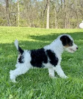 Ava, a female Wire Fox Terrier for sale in Bonaparte, IA – 5 of 10