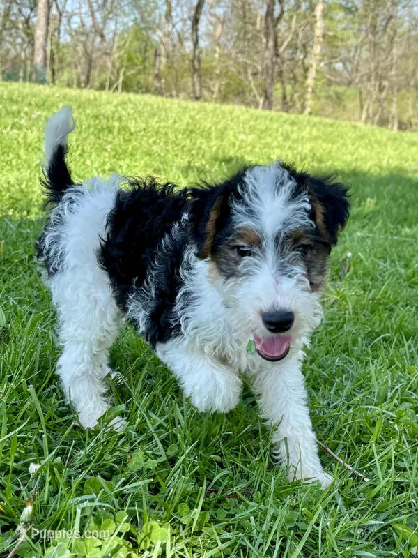 Ava – Wire Fox Terrier puppy for sale in Bonaparte, IA