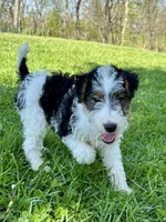Ava, a female Wire Fox Terrier for sale in Bonaparte, IA – 1 of 10